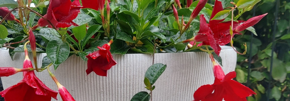 Mandevilla Banner Image.jpg